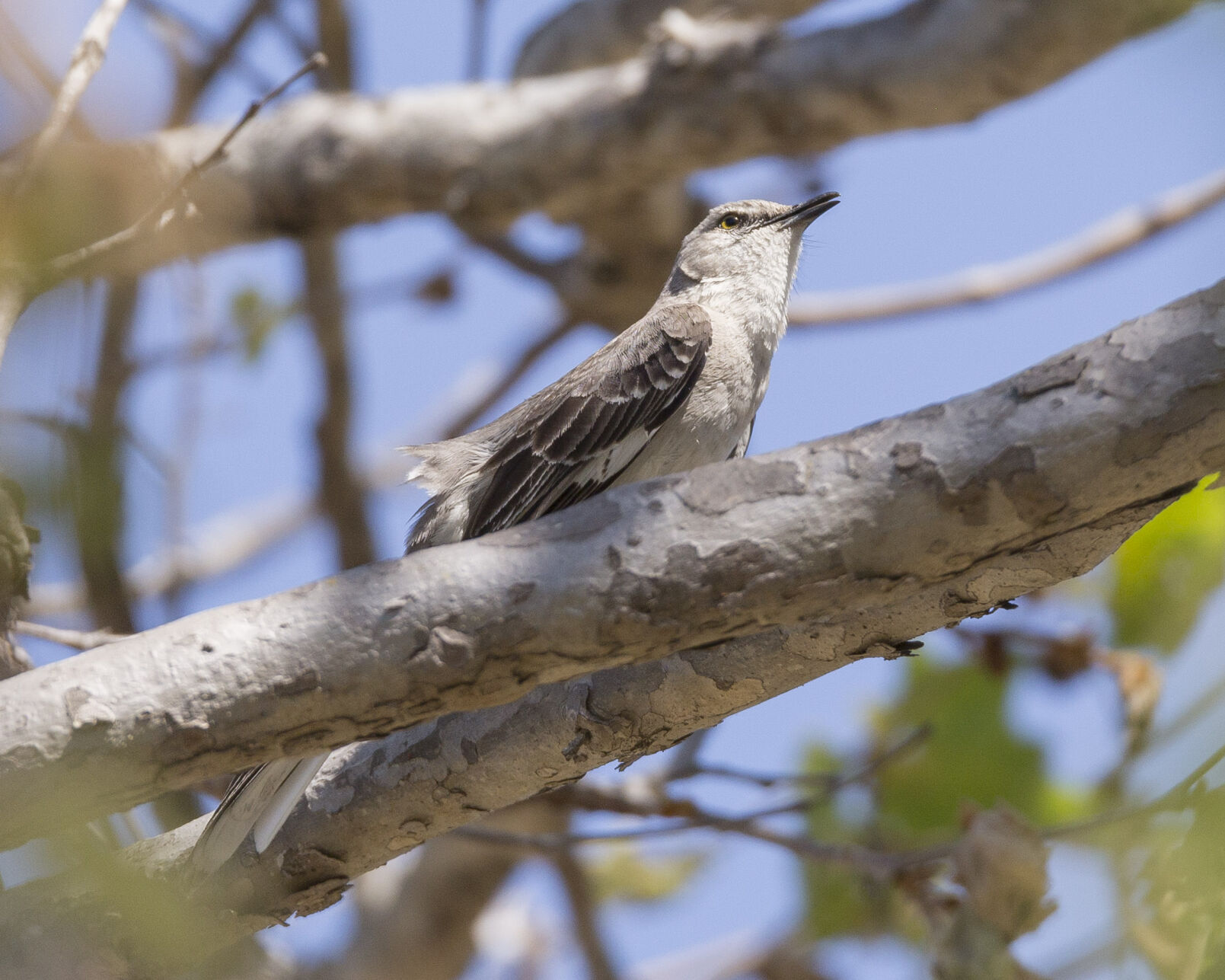 Mockingbird